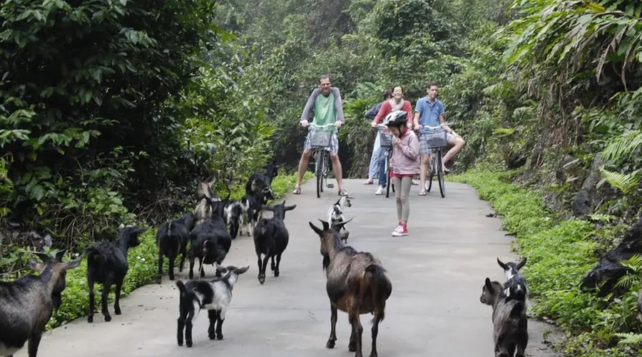 Cycling in Viet Hai Village