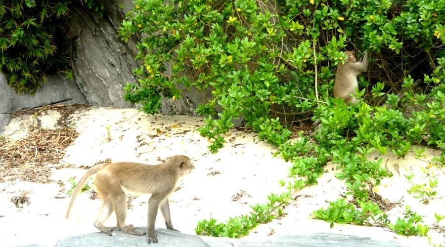 monkeys in Luon Cave